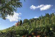 Lezioni in vigna per le scuole