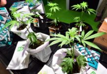 A Milano Hemp fest, expo della cannabis
