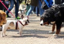 A Milano parco-palestra per cani