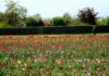 Campo tulipani sold out a Pasquetta