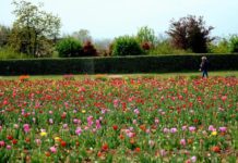 Campo tulipani sold out a Pasquetta