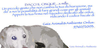 Cagnolino ucciso dal vicino di casa, associazine Gaia si costituisce parte civile.
