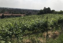Vendemmia al via in Franciacorta