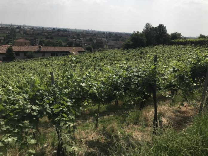 Vendemmia Franciacorta