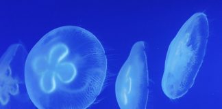 Meduse star all’università Bicocca