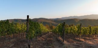 Architetto in Cantina, 10 novembre visite alle cantine di design toscane.