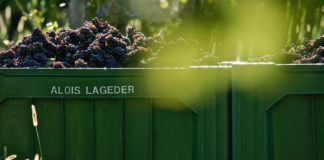 Promettenti i primi sviluppi in cantina Lageder. Ottimo stato di salute delle uve, +7% rispetto alle medie degli ultimi anni.