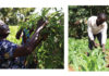 Da Zenyth il progetto Treezen per piantare alberi in Africa.