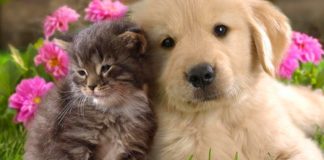 Dalla Regione 100.000€ per cani e gatti