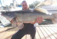 Record mondiale di pesca al lucioperca sul Lago Maggiore, preso un esemplare di 110 cm.