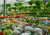 Cresce la filiera delle piante e dei fiori: 1700 imprese tra Milano, Lodi e Monza.