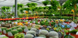 Cresce la filiera delle piante e dei fiori: 1700 imprese tra Milano, Lodi e Monza.