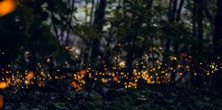 La magia delle lucciole al Parco delle Cave.