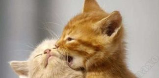 Giornata mondiale dei gatti, i veri “supereroi”.