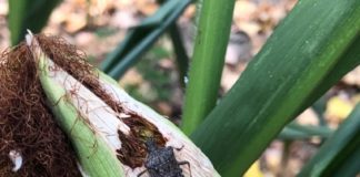 Coldiretti lancia allarme cimice asiatica, devastati mais, soia e frutteto.
