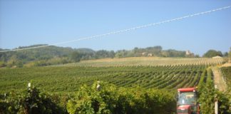 Tempo di vendemmia al Poggiarello.