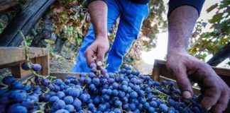 Vendemmia, previsto calo di produzione del 16% rispettto al 2018
