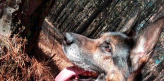 Togo e Alvin aspettano una famiglia che li accolga al canile di Somma Lombardo.