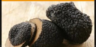 Fiera Nazionale del Tartufo a Milano dal 17 al 20 ottobre.