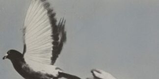 125 anni di Touring Club, mostra al Pirellone.