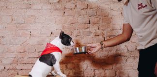 A Milano nasce Dog Heroes, startup del cibo fresco per cani consegnato a domicilio.