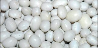 Il Fagiolo Bianco di Controne nei menu di Eccellenze Campane dal 20 al 26 gennaio.