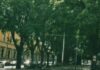 Coldiretti: per ridurre lo smog piantare alberi mangia polveri.