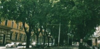 Coldiretti: per ridurre lo smog piantare alberi mangia polveri.