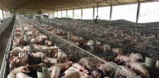 Allevamenti insostenibili in pianura padana: Legambiente li denuncia alla Commissione Europea.