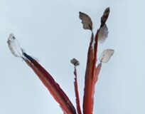 Giornata dell’Antropologia sabato 22, appuntamento al Pime.