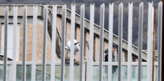 Coronavirus, morto medico penitenziario a Brescia.