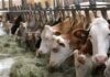 Zootecnia lombarda: ripartiamo dall’ambiente, l’appello di Legambiente.