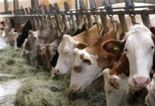 Zootecnia lombarda: ripartiamo dall’ambiente, l’appello di Legambiente.