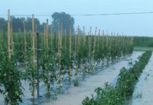 Maltempo, violenta grandinata sull’Abbiatense: frutta e verdura triturate, danni anche sul mais.