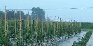 Maltempo, violenta grandinata sull’Abbiatense: frutta e verdura triturate, danni anche sul mais.