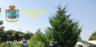 GdF scopre piantagione di marijuana nel pavese.