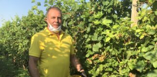 Iniziata vendemmia in Franciacorta, tra pochi giorni via in Oltrepò.