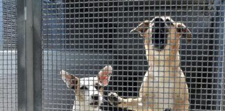 38 cani in casa, interviene Ats a Marcinago.