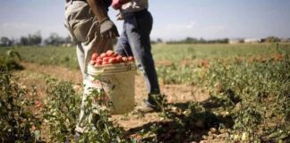 Lavoro nero e violazione norme covid, Carabinieri denunciano titolare azienda agricola nel mantovano.