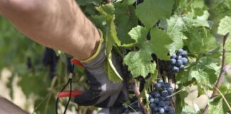 Vendemmia, per la manodopera reclutare anche chi ha reddito cittadinanza.