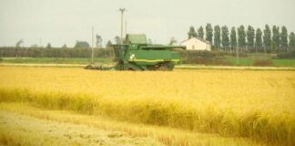 Maltempo, grandine devasta risaie nel pavese. Bomba d’acqua anche a Milanello, Milan interrompe allenamento.