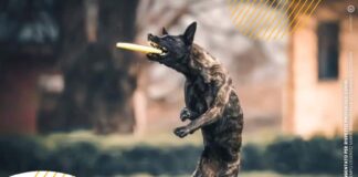 Cani Volanti, una giornata con il Disc Dog nel parco del Museo del Tessile di Busto Arsizio con Mai Paura Onlus domenica 13.