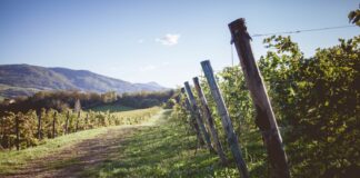 Vendemmia, ottima annata per F&P Wine Group.