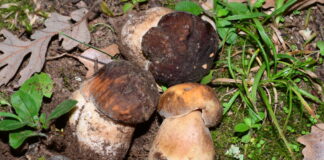 3 attività per vivere l’autunno immersi nella natura da PitchUp.