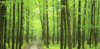 Giornata dell’Albero, dalla Regione 9 milioni per creazione nuovi boschi di collina e pianura.