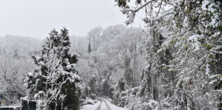 Albero cade per la neve ed uccide un uomo in provincia di Varese.