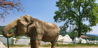 Il Safari Park al Lago Maggiore.