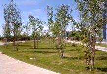 Consiglio comunale, approvate modifiche al Regolamento del verde.