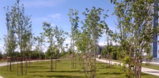Consiglio comunale, approvate modifiche al Regolamento del verde.