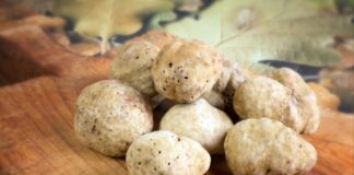 Produzione controllata in una piantagione francese di tartufi bianchi pregiati: una prima mondiale.